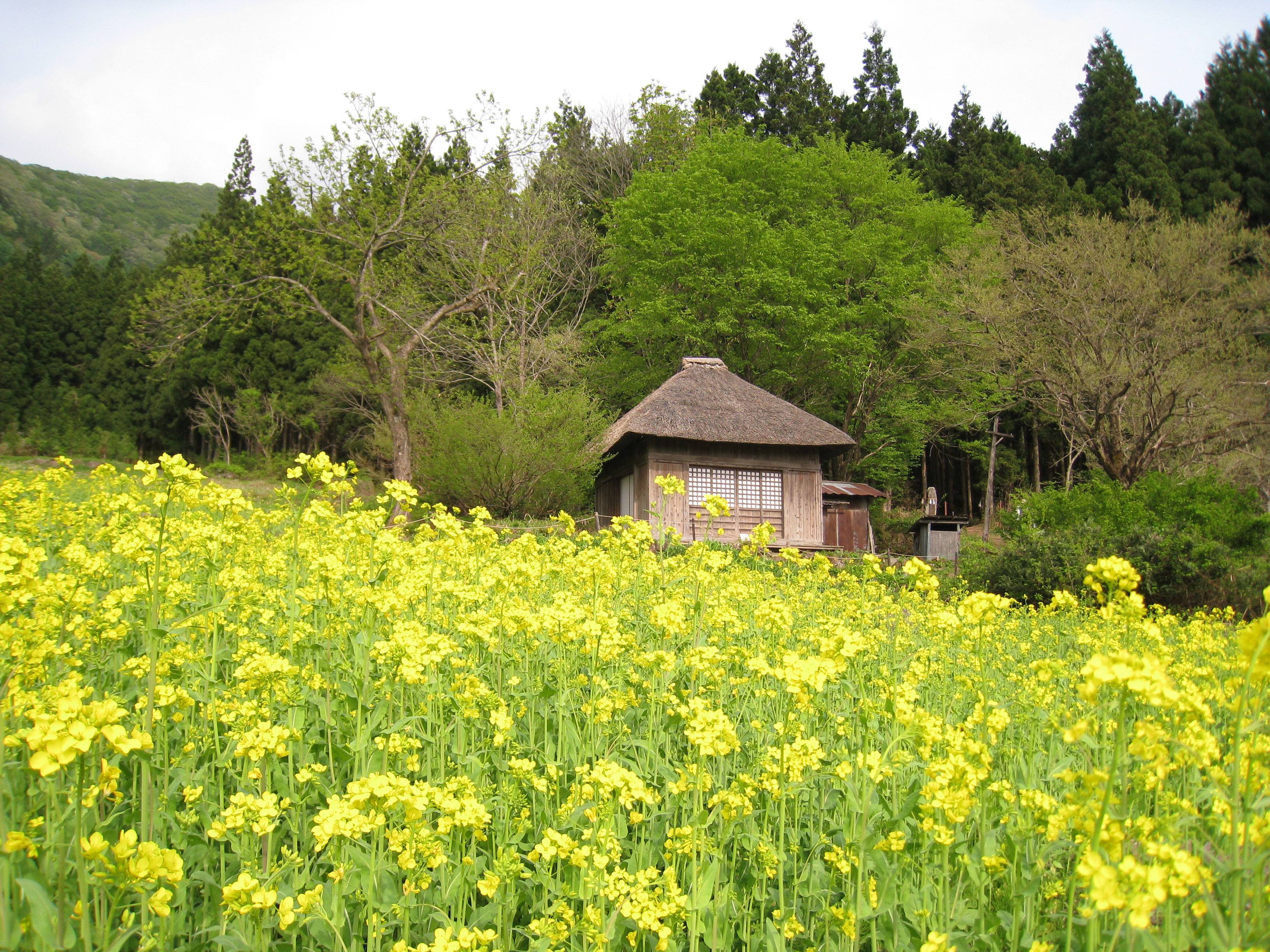 春の阿弥陀堂