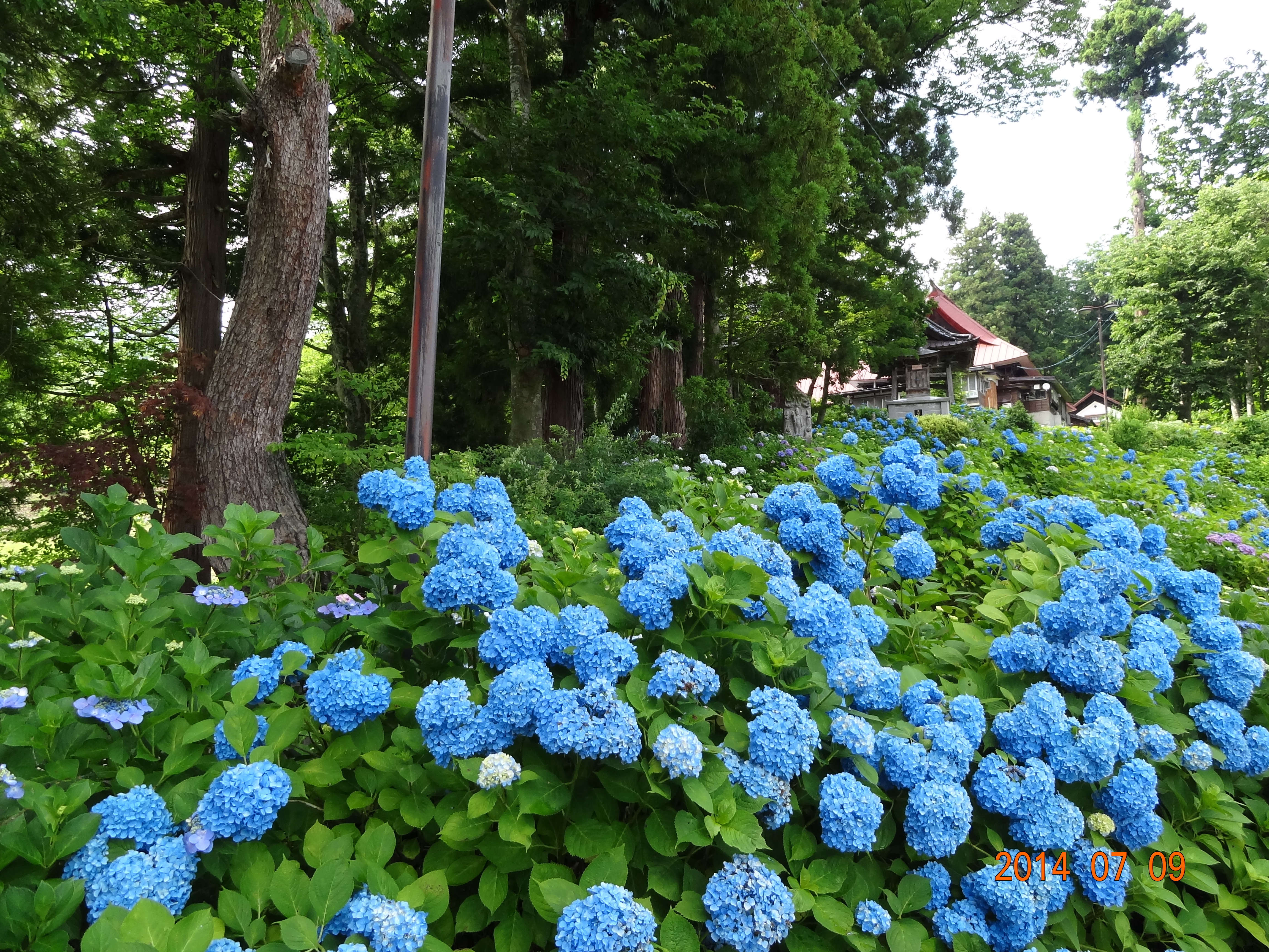 初夏のあじさい寺