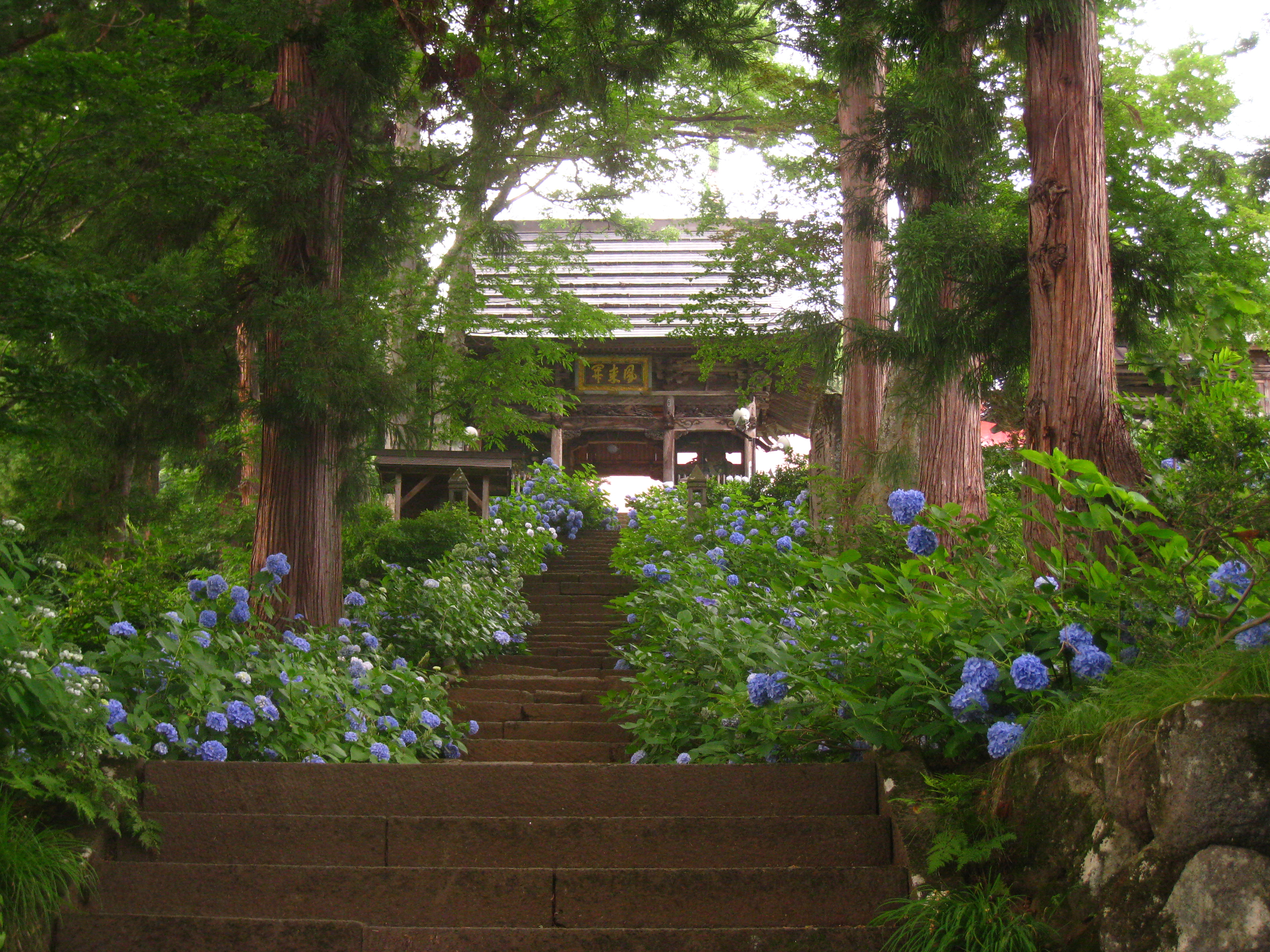 初夏のあじさい寺