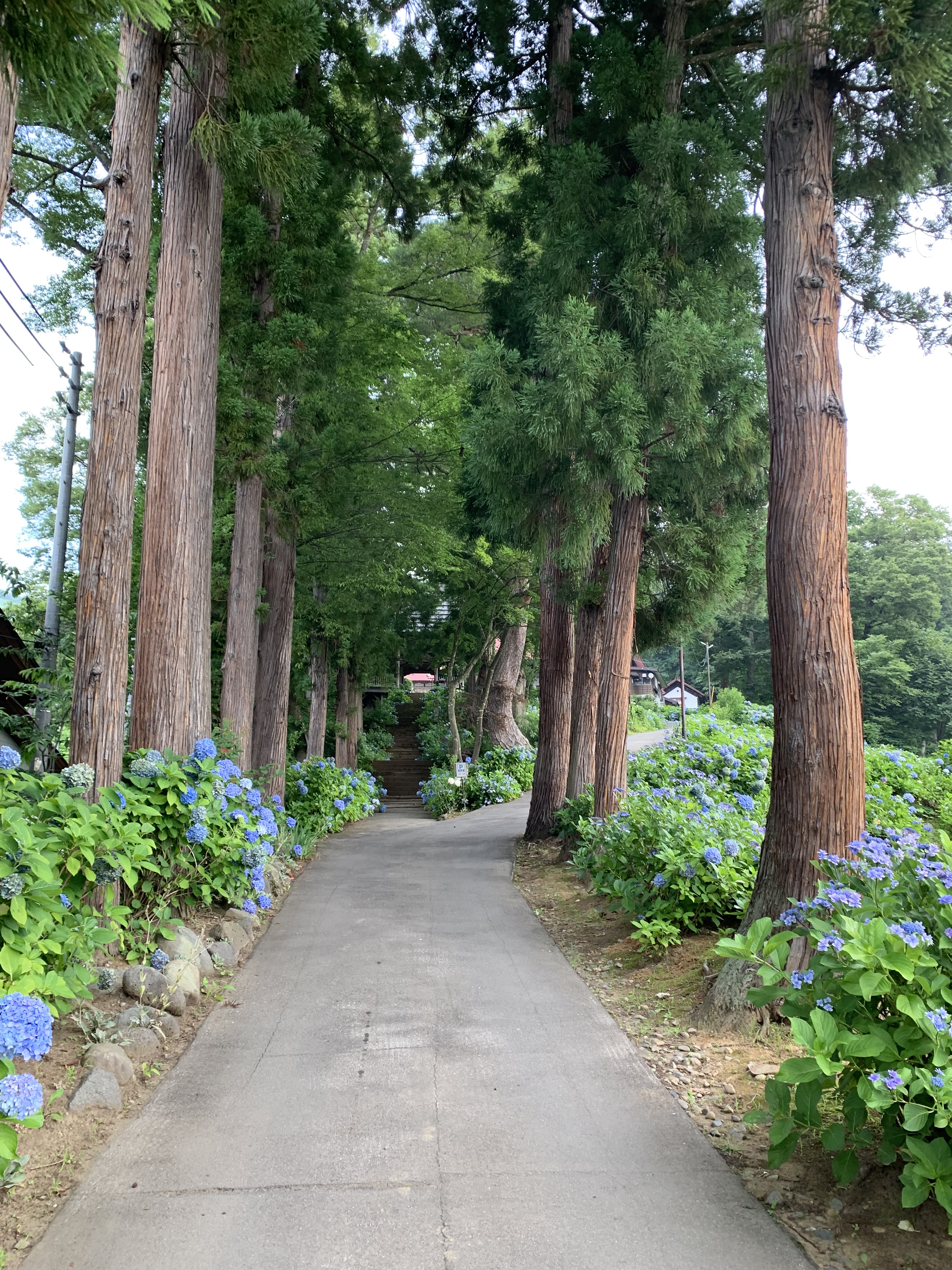 初夏のあじさい寺