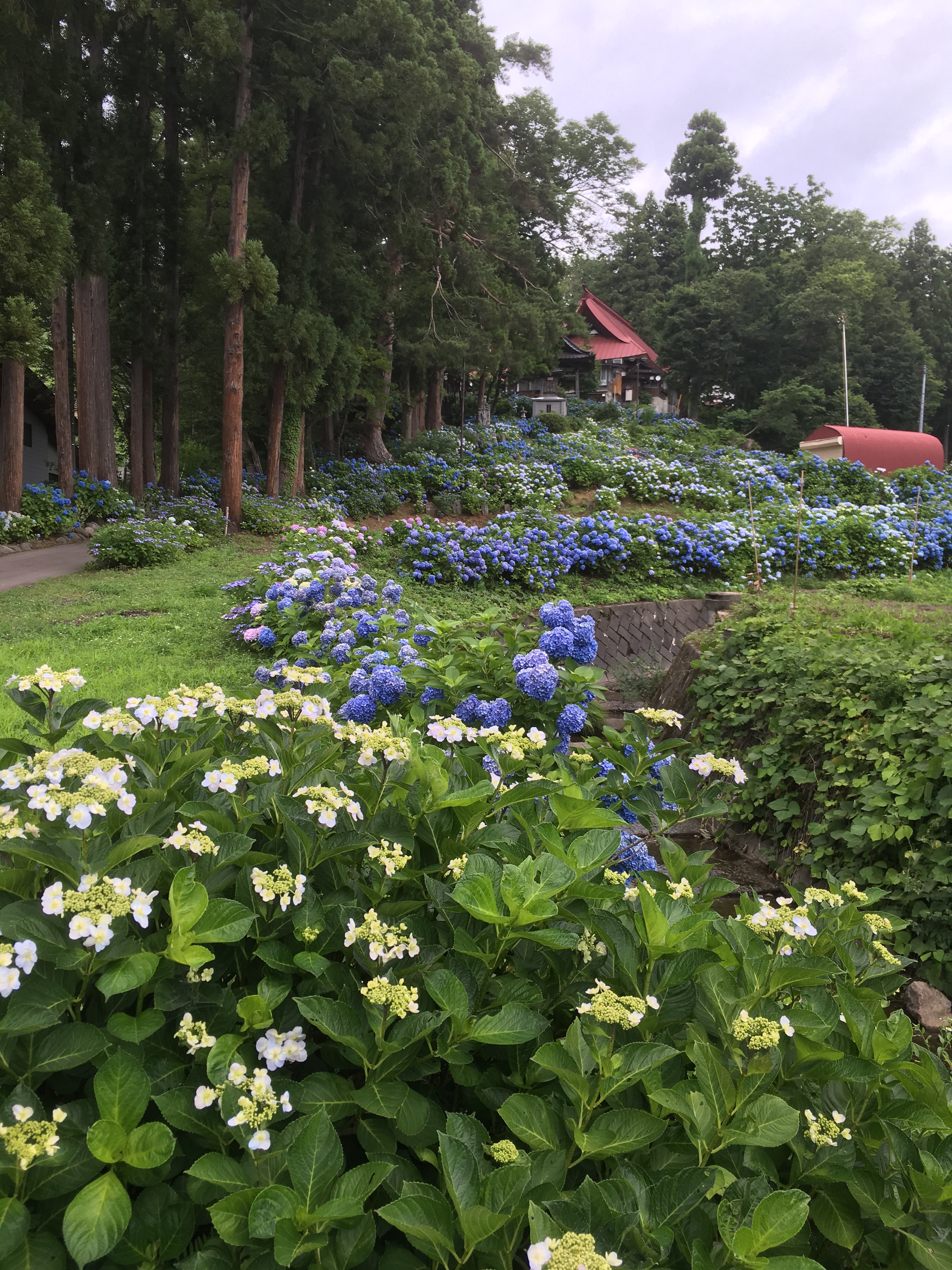 初夏のあじさい寺