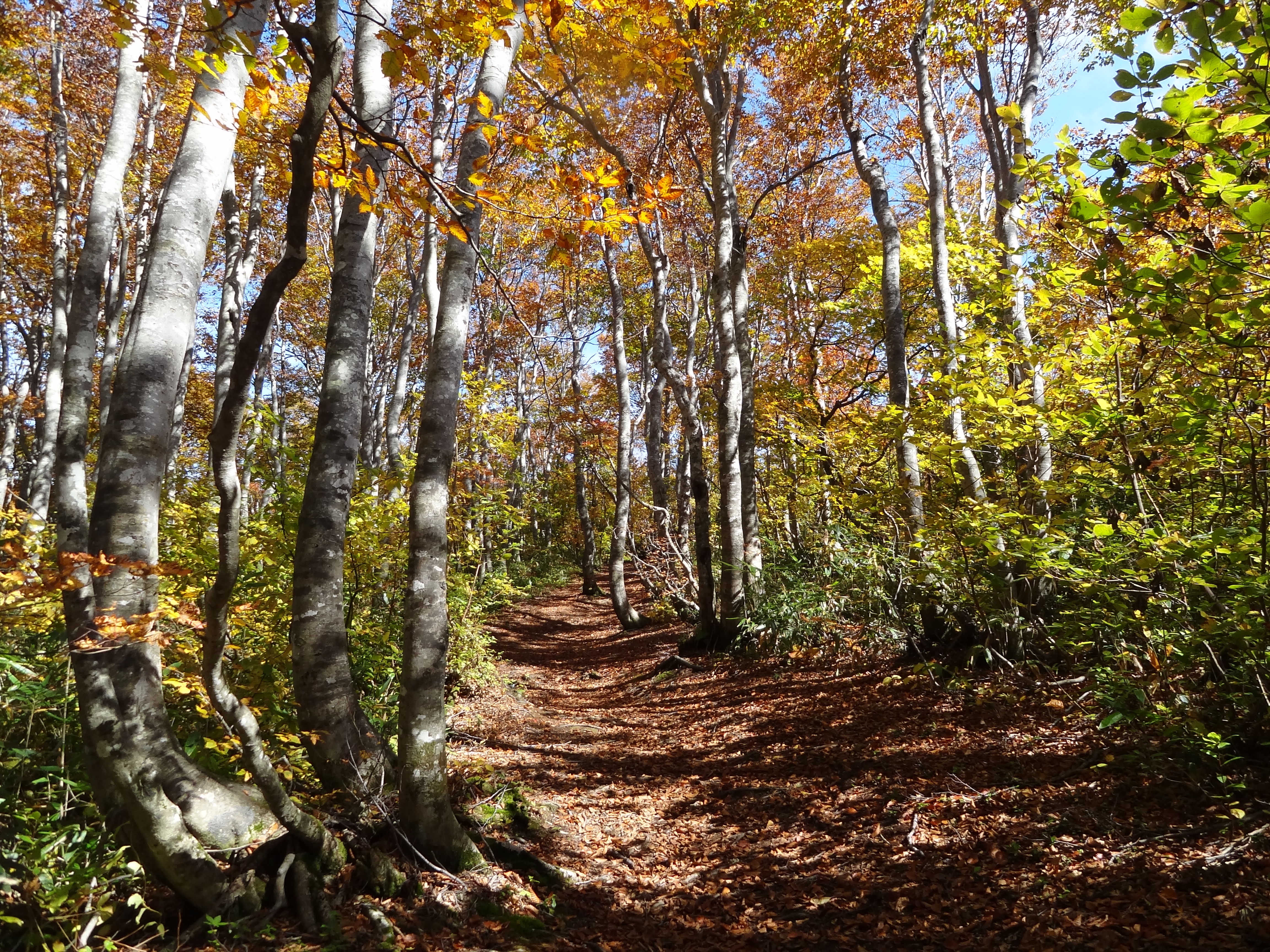 紅葉の開田峠